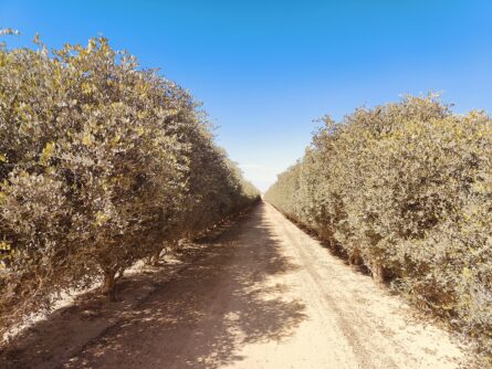 Blick in eine Reihe Jojoba-Büsche im Kibbuz Hatzerim. Dank der hier entwickelten Tröpfchenbewässerung wachsen hier Pflanzen, für die die Umgebung ansonsten lebensfeindlich wäre. Die Ernte wird großteils an Kosmetika-Produzenten weltweit verkauft. Allerdings werden hier auch eigene Pflegeprodukte hergestellt und angeboten.