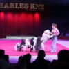 Zirkus Knie in Leer: Magie und Faszination - beinahe ganz ohne Tiere. Fotos: Katarzyna Siemers und Till Oliver Becker